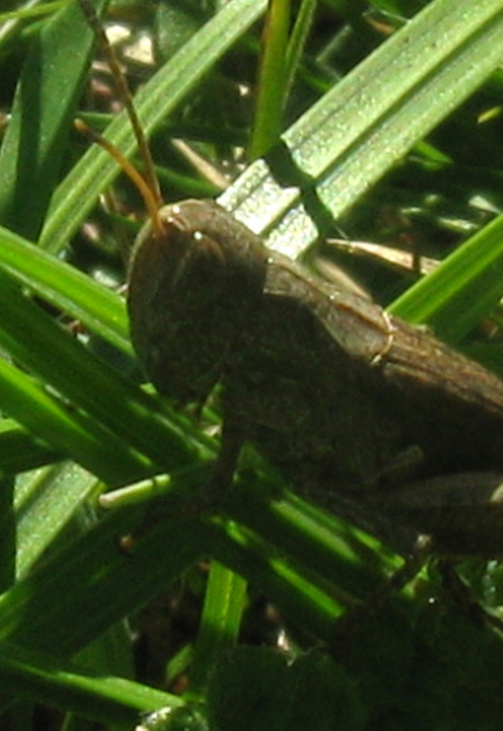 Acrididae: Glyptobothrus cfr. brunneus